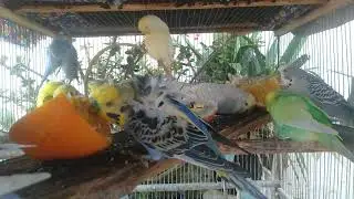 🌸ダイソーおもちゃレビュー｜インコが選ぶお気に入りTOP5🐥