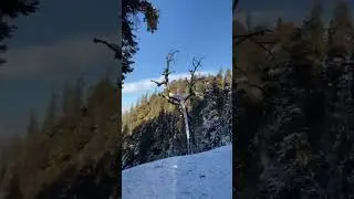 snowfall ❄️#kufri #narkanda #snowfall #manali #snowfallvlog #january #2026 #snowmasti #viral #shorts