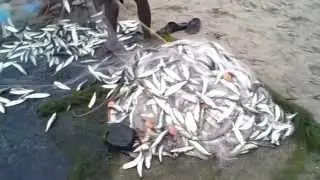 Fishing in Beach Alappuzha