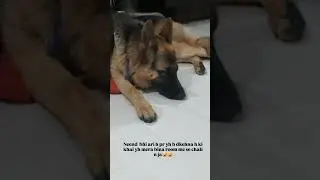 #animallovers #doglove #germanshepherd #dogshorts #love #dogowners #pets #petlover
