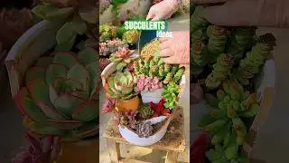 Broken Pot? DIY Stunning Succulent Garden! 🪴 Upcycle Planter Ideas