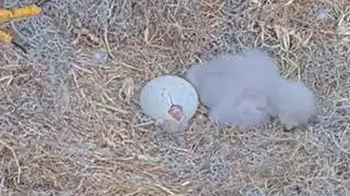 Winter Park FL eagle cam.  2nd eaglet is working hard to hatch - with wing poking through  14jan2026