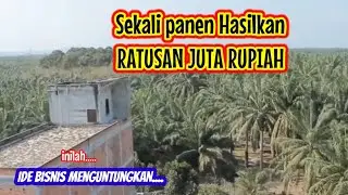 Sekali Panen Hasilnya Ratusan Juta || Bisnis Budidaya Walet Modern