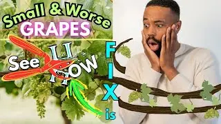 How to prune a grape vine   STEP by STEP tutorial