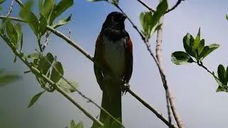 Spotted towhee song
