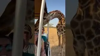 🦒🎩 &iexcl;El robo m&aacute;s alto del safari! Jirafa ladrona de sombreros #jirafa #safari #susto #viral