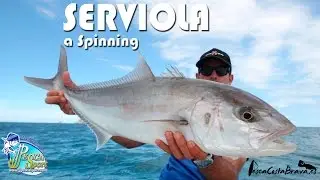 SERVIOLA A SPINNING