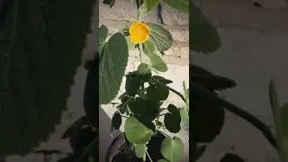 Sida Cordifolia