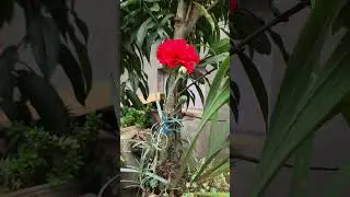clavel #flores #garden #nature #flowers #amor #casa #clavel #red  #love