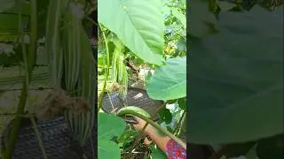 fresh Snake gourd harvesting #kitchengarden