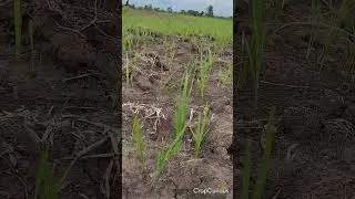 Controlled Weed Rice Field