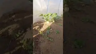 Hope to grow up Third challenge turnips 🌿✨ #shorts  #organic #farming #challenge #garden