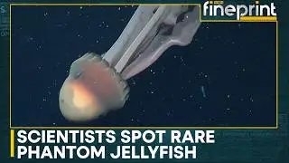Rare Sighting of Phantom Jellyfish in Deep Sea | Antarctic Waters Reveal Hidden Predator | Fineprint