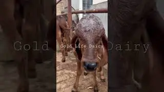 Gir calf&rsquo;s available for sale | 9818760016 | #dailyvlog #dairyfarm #forsale #radhakrishna #cow #love
