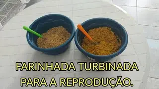 REPRODUÇÃO DE CANÁRIOS #6 - FARINHADA TURBINADA PARA A REPRODUÇÃO.