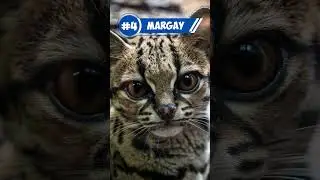 Top 5 Animals With Biggest Eyes 😱👀 #shorts #animals