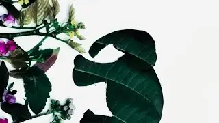 NATURAL LEAF ART CRAFT | EASY AND CREATIVE PLANT WORK