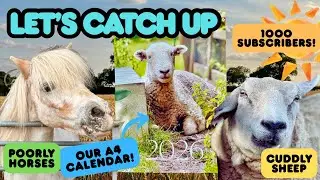 Let's Catch Up: Our 2026 Calendar; Cuddly Sheep; Extreme Weather & Poorly Horses