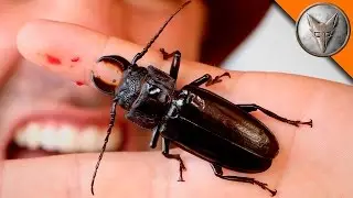 PINCHED! by a Giant Beetle!