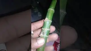 bambu unik ruas pendek by guspring