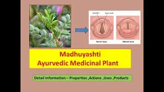 Yashtimadhu l Mulethi l Licorice  l Health Benefits of Yashtimadhu l Glycerrhiza Glabra