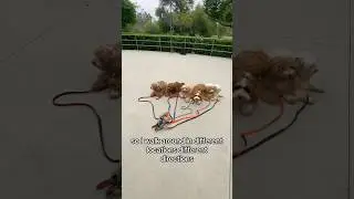 Training 6 Havanese dogs Impulse control
