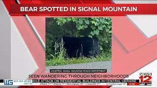 Bear wandering neighborhoods on Signal Mountain