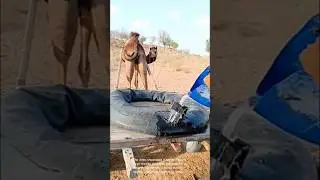 Providing water to camel: person filling tire container in desert