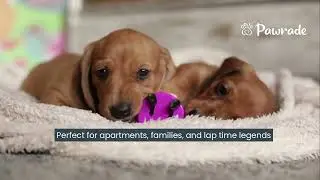 Mini Dacshund Puppies For Sale