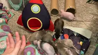 Обзор альбома Ratty Box, вышедшего в январе 2026 года!