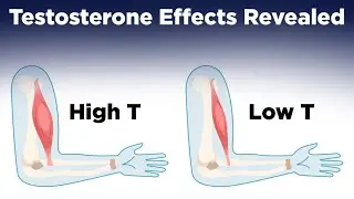 Here's What Will Happen to Your Body On Testosterone