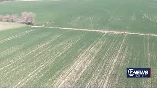 Current condition of winter wheat crop
