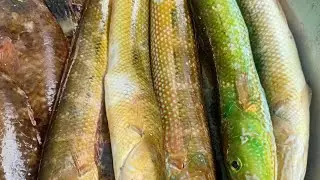 Cá To hỏ,mó nhồng nấu canh ngót,cà ngọt chấm mắm ruốc,bửa cơm chiều cuối năm bên mẹ già biển đảo xa|