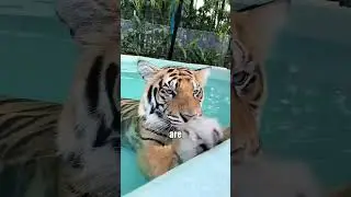 Why Do Tigers Always Stick Their Tongues Out? #animal #facts #tigertuesday #cute #knowledge