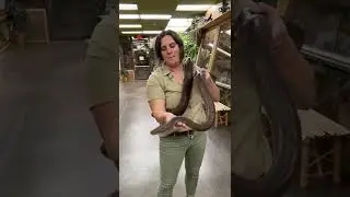 How gorgeous is this olive python  #Dengerous_animals #snake #bishal  #reptiles #Kaharol#Aschamy