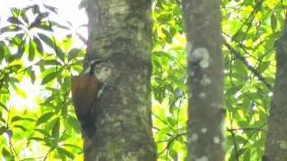 Flameback, Greater - Chrysocolaptes lucidus - female