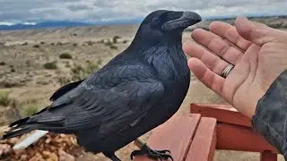 Raven asking for attention 