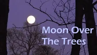 Moon Over The Trees