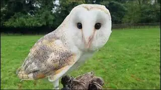 BRITISH OWLS: The 5 Most Common Species! Facts and Figures