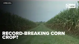 Record-breaking corn crop?