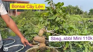 Clip20..09733 88093 lĩnh anh,,,mai chơi Tết 
