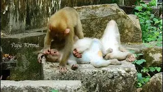 The present Lovely Monkey Sheba Very busy comforting Sister Molie & BB Rainbow till they fall asleep