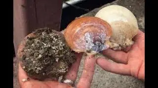 This Shellfish Consumes Billions of Tiny Plastic Pieces In A Matter Of Hours!
