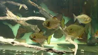 Metynnis lippincottianus 2023