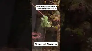 Подпишитесь на мой телеграм канал Green art Moscow, чтобы не пропустить очередной стрим