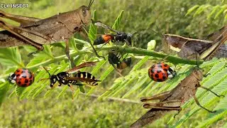 Wow Aggressive giant grasshopper hunting ‼️ catch wasps, bees, katydids, beetles, ladybugs