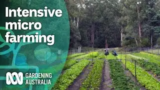 Healthy soil is key for this productive Tasmanian micro-farm | Gardening Australia