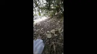 🐱 3. Simba Cat's Eye View: Immersive LIVE - #shorts #SimbaAdventure 2026-01-14 07:29:03