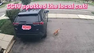 Caught on cam &mdash; the neighborhood cat sneaking around our house!