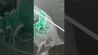 Catching the perfect bait (Gizzard Shad)